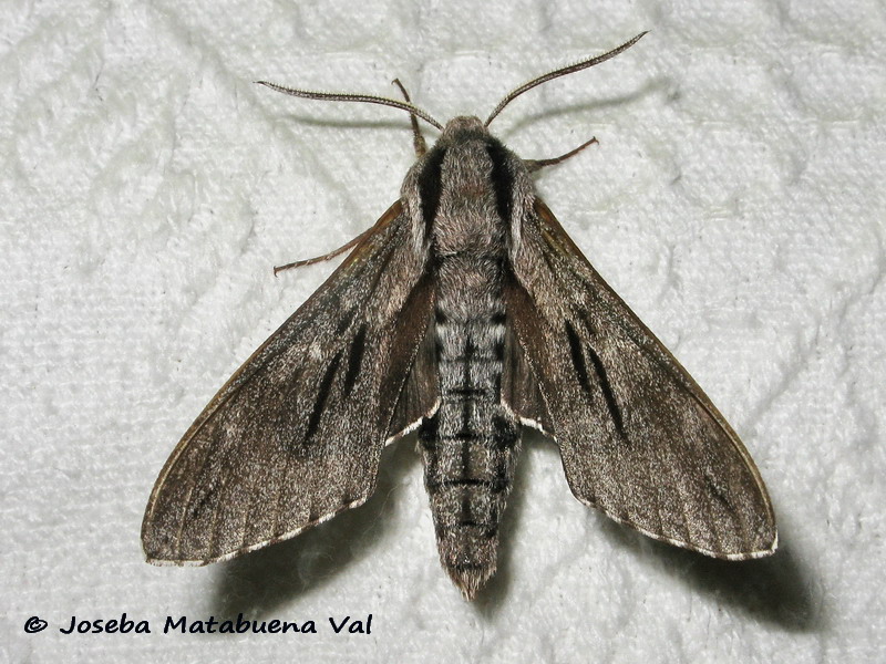 Sphinx maurorum - Sphingidae